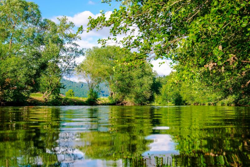 Eine sehr grüne Flusslandschaft mit vielen Bäumen.