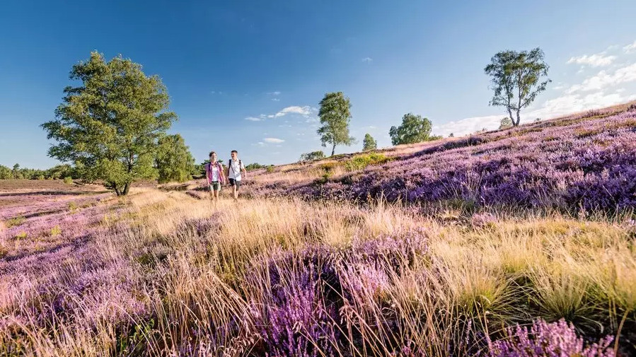 2 Menschen wandern auf dem Jacobsweg in der Lüneburger Heide