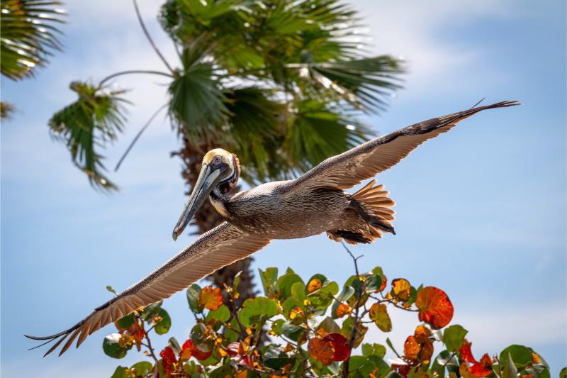 Ein Pelikan fliegt in der Luft im Vogelspark Walsrode.