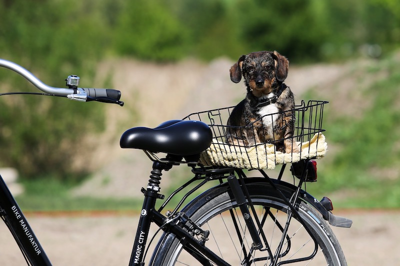 Ein kleiner Hund sitzt entspannt in einem Fahrradkorb