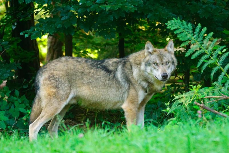 Ein Wolf steht im Wald.